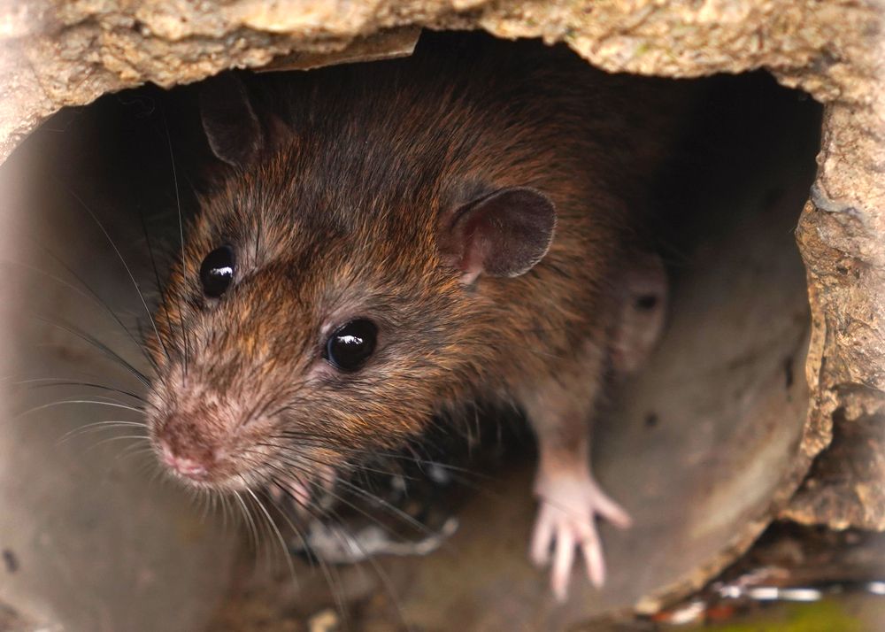 Rats in basement